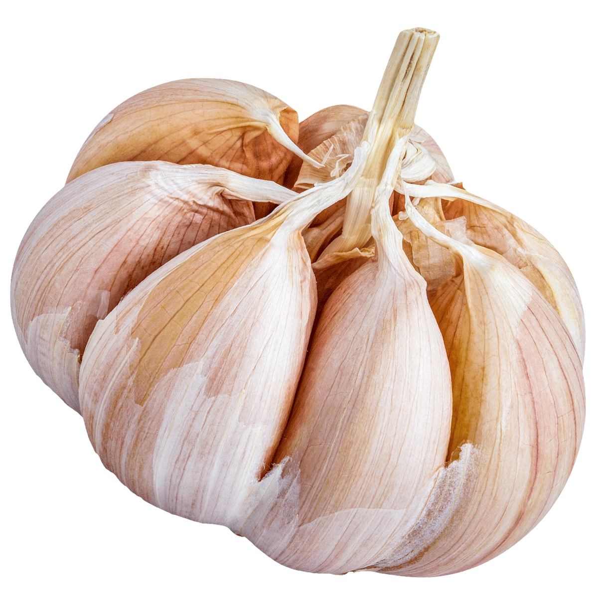 Whole garlic 