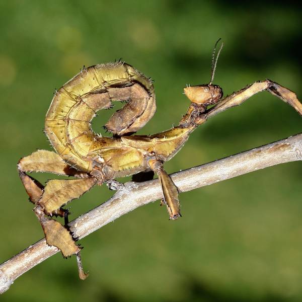 Get To Know The Stick Insect