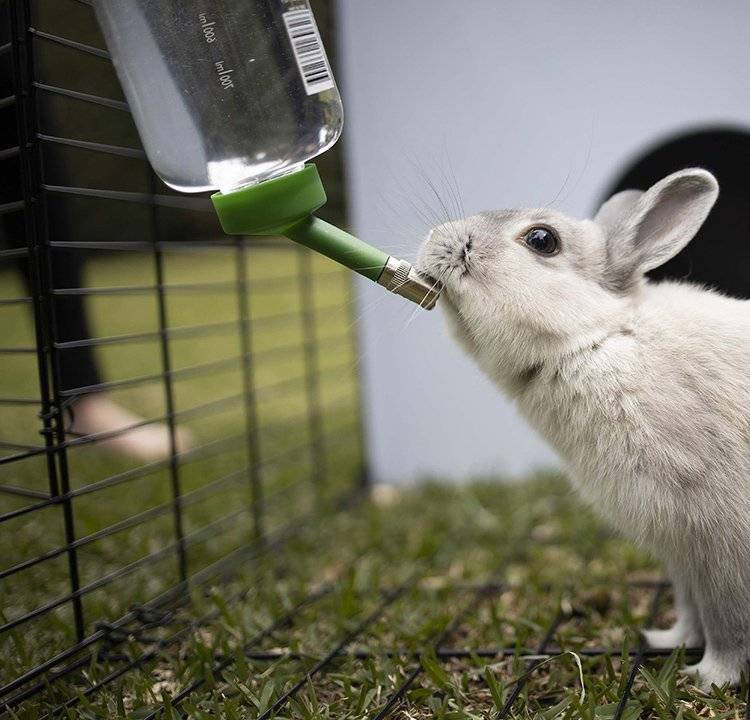 Kazoo Rabbit Drinking Bottle 800ml