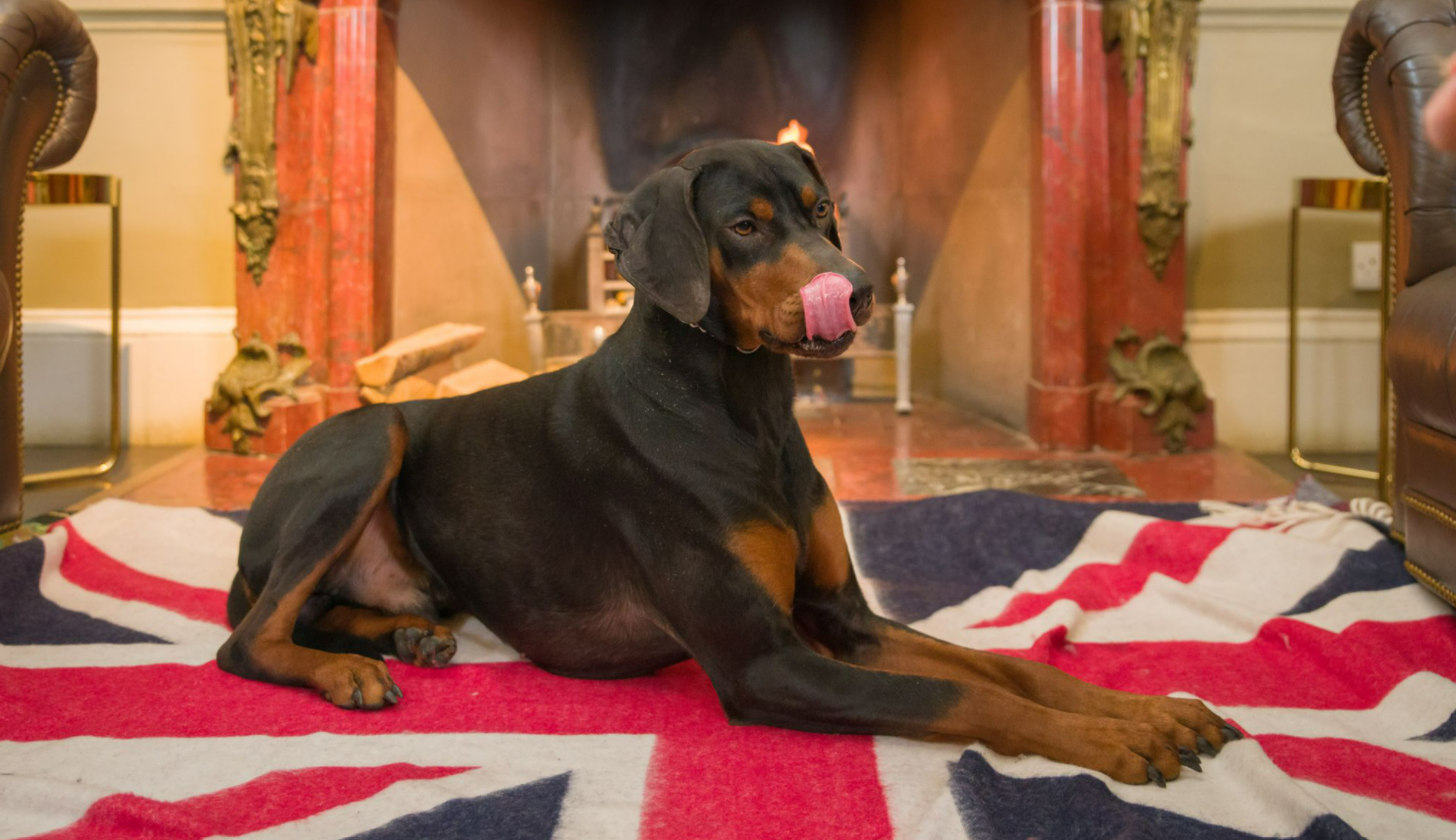 Best dry dog 2024 food for doberman