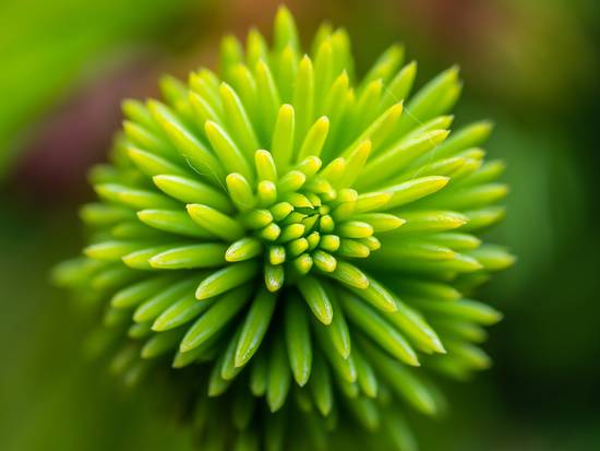 Pine Pollen– Revolution Foods (pioneers in plant nutrition)
