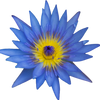 Blue Lotus Flower Extract