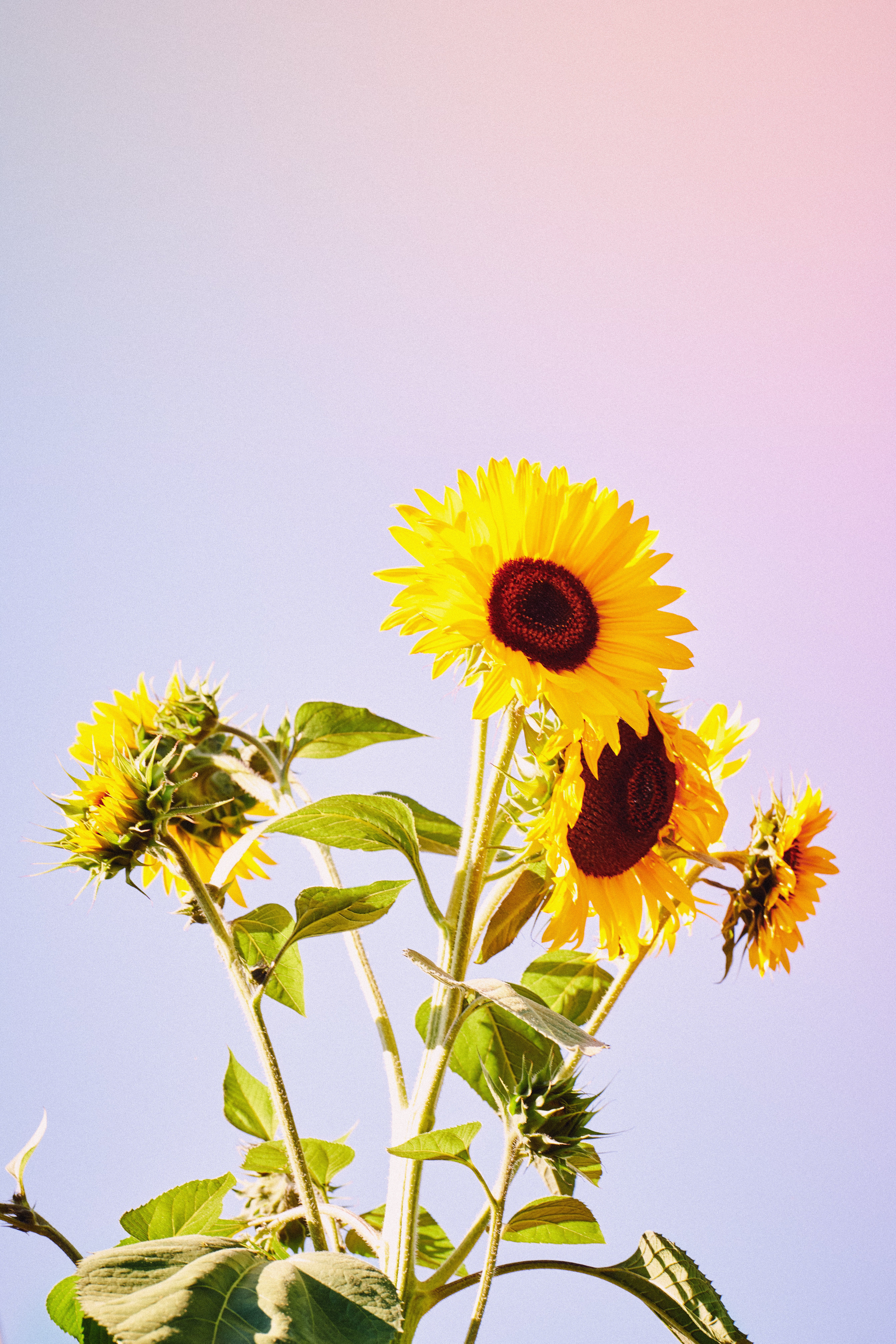 Three bright yellow sunflowers against a blue sky | Kinship