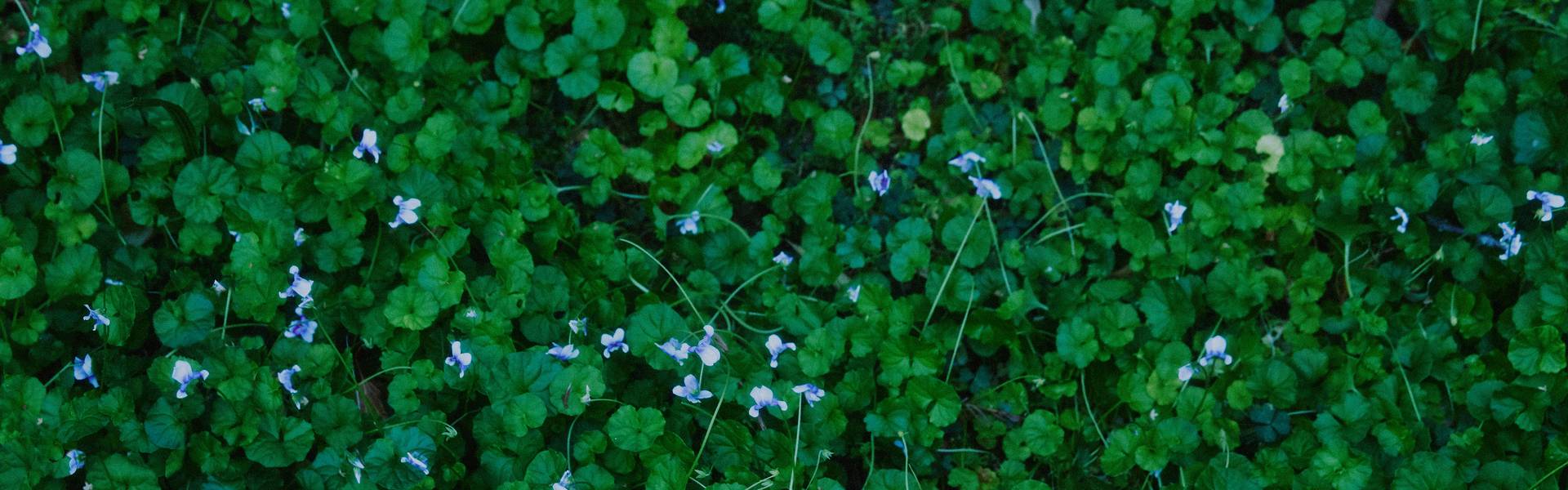 Field of small green leaves and blue flowers