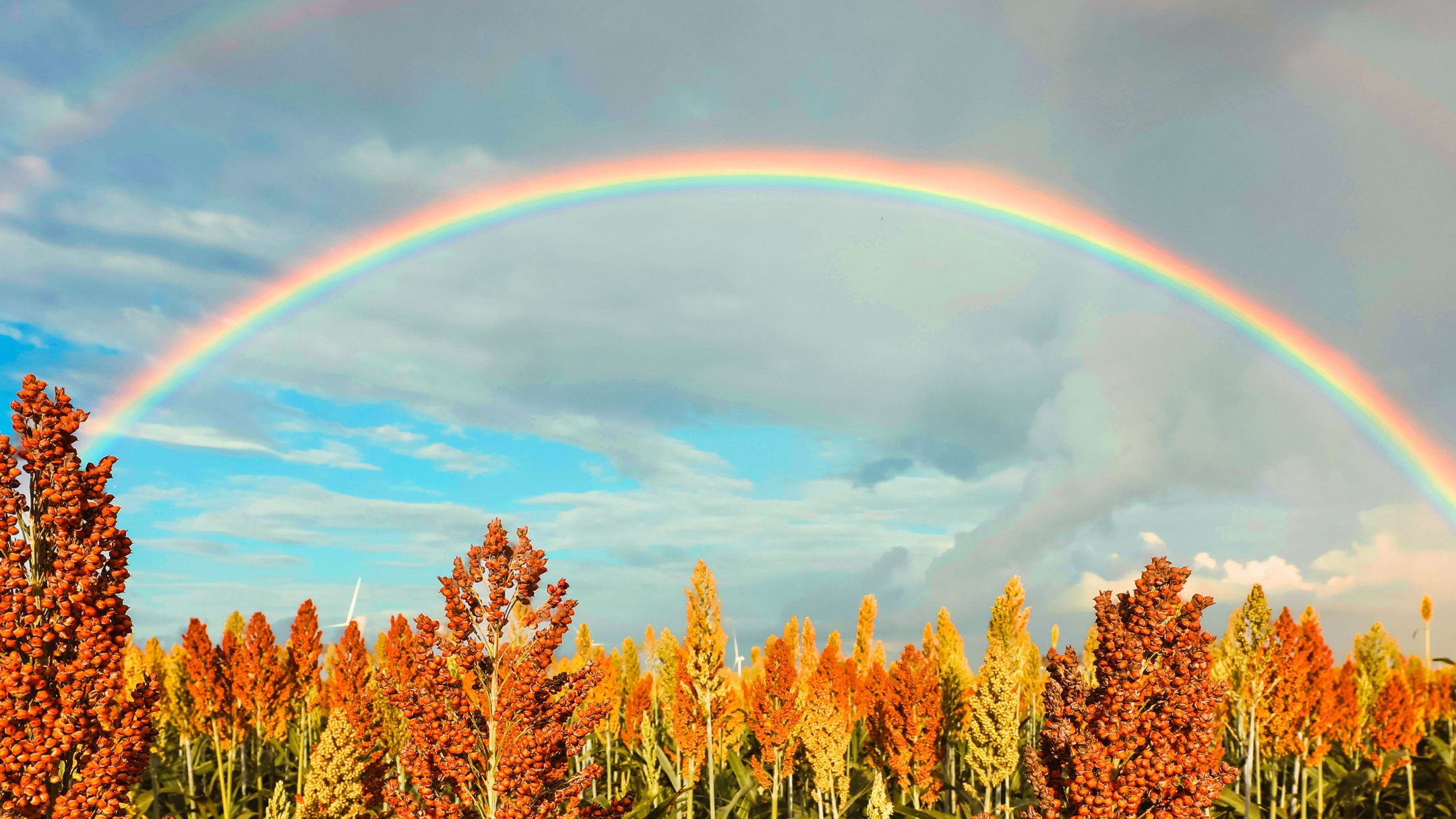 Photography of a field with a rainbow