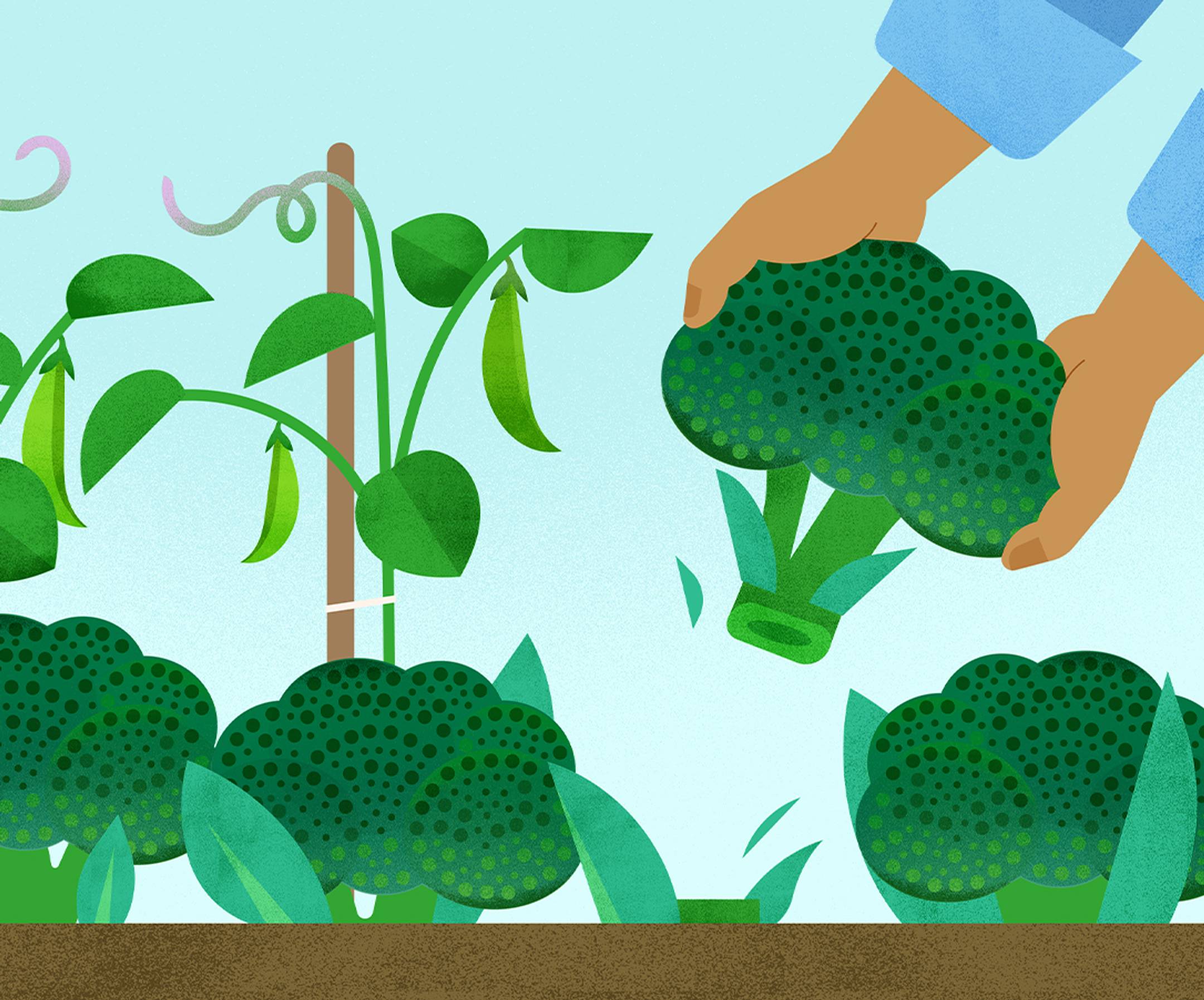Illustration of Farmer picking broccoli 